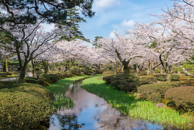Cherry Blossom Trees in Kenrokuen