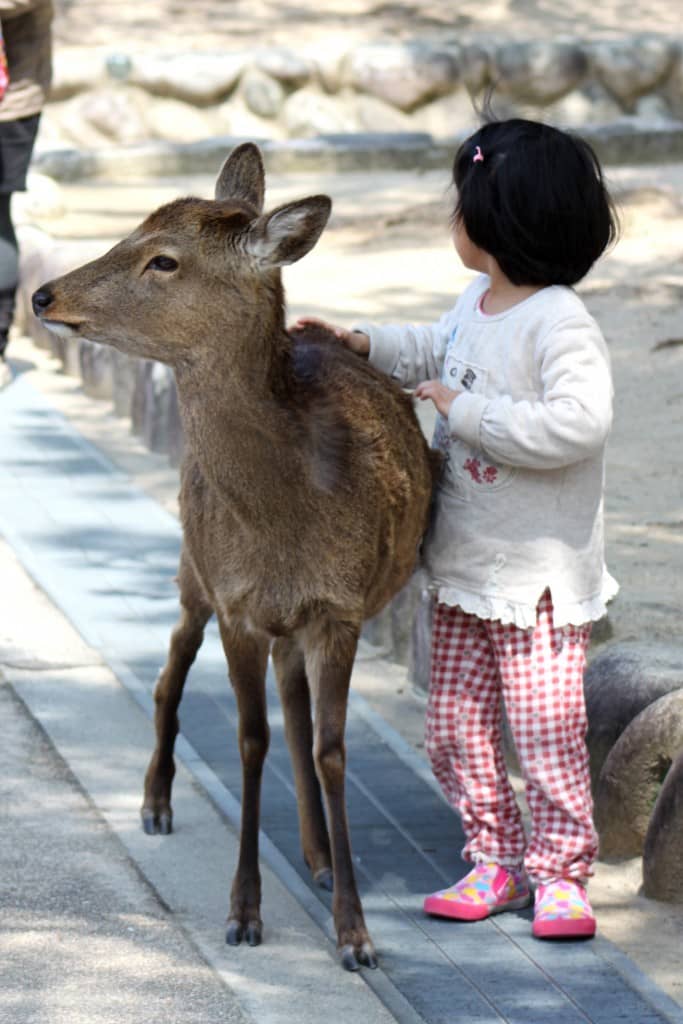 Miyajima deer