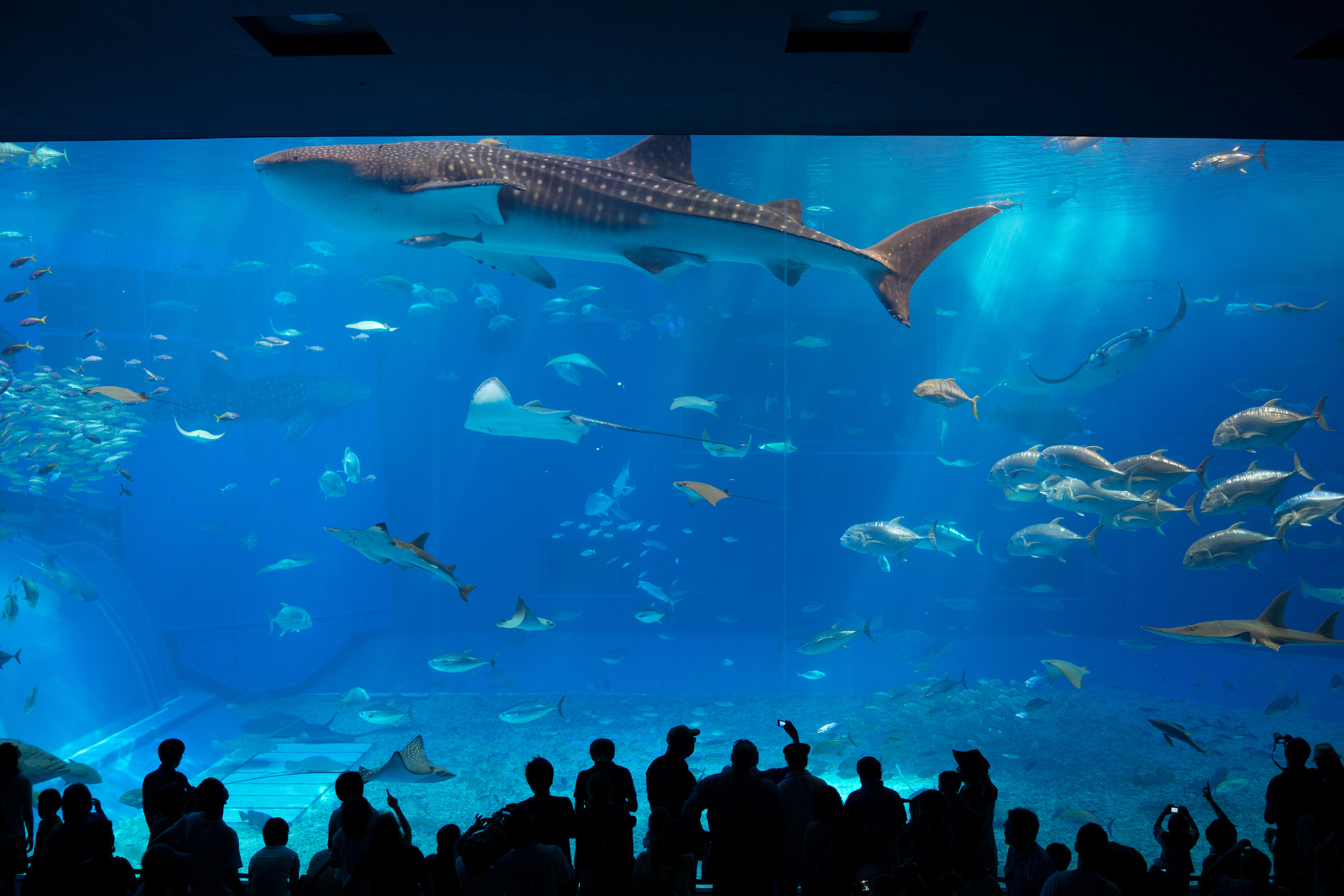okinawa aquarium