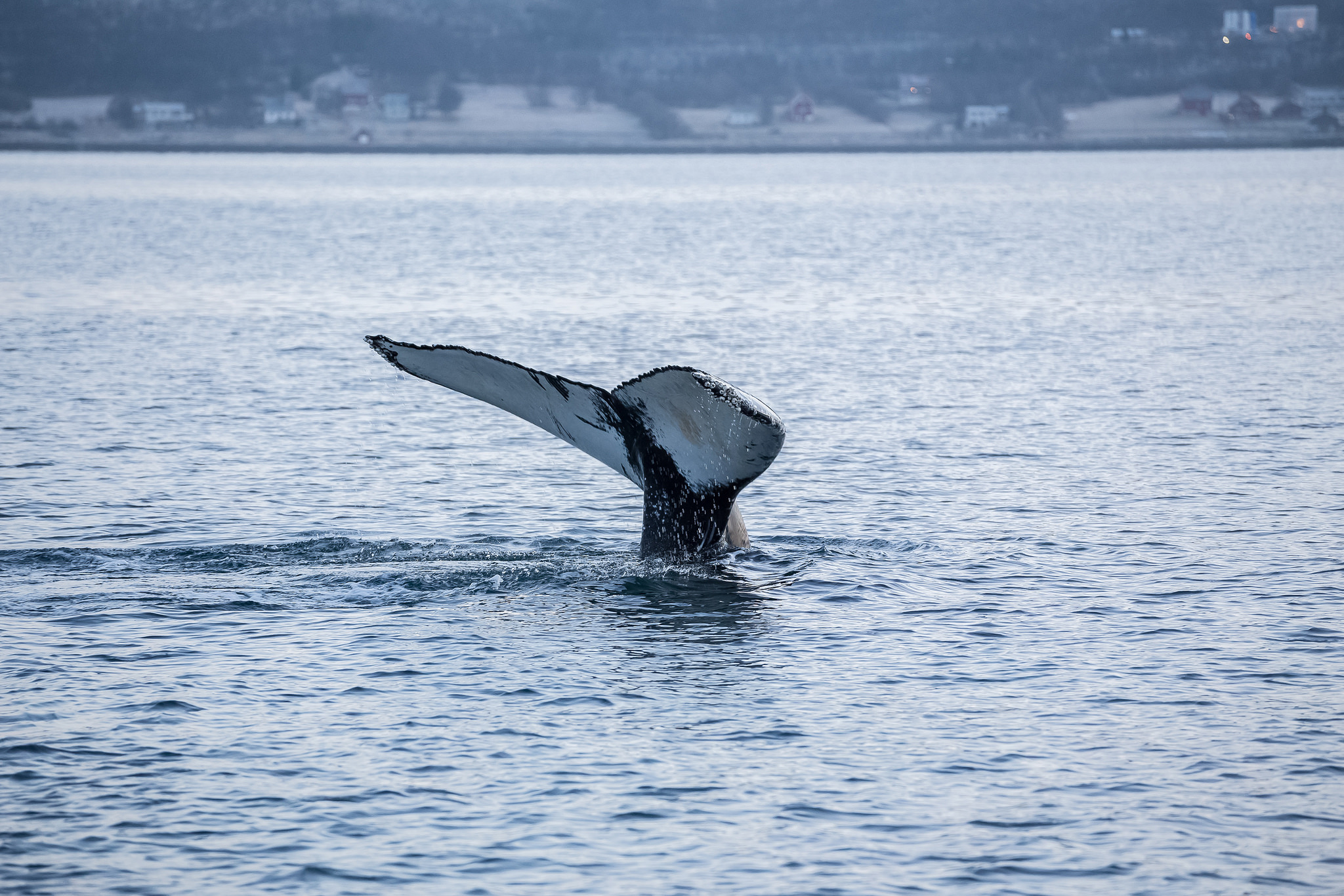 whale watching