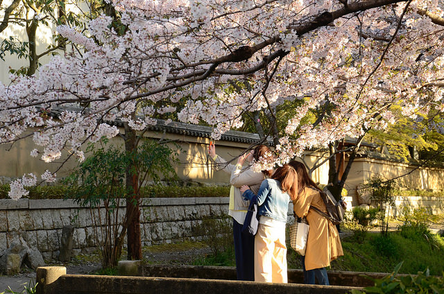 sakura mobile