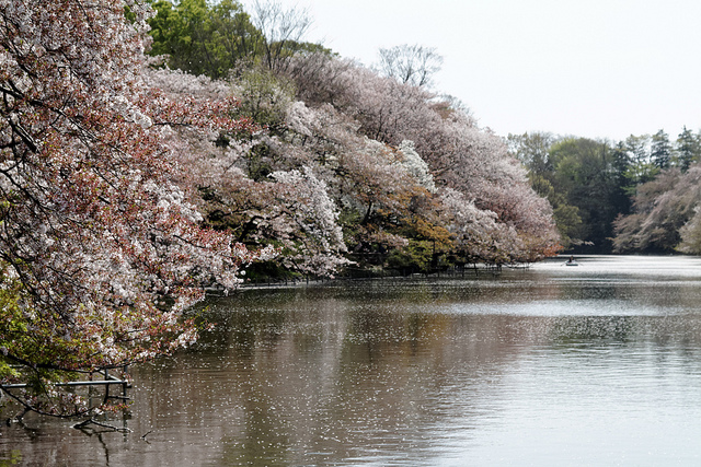 inokashira-park