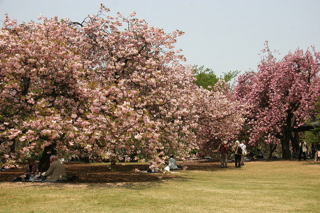 tokyo-cherry-blossom-shinjuku-gyoen