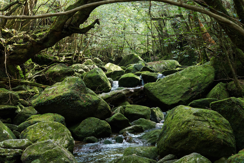 50927269 - the moss forest shirataniunsuikyo