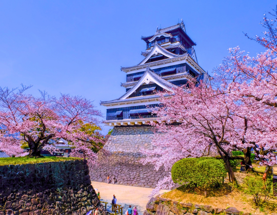 Kumamoto Castle with sakura