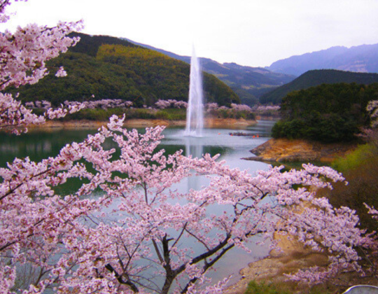 Kumamoto Ichifusa sakura