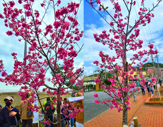 Cherry Blossoms in Nago