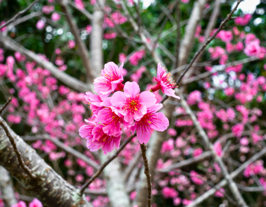 Okinawa Sakura