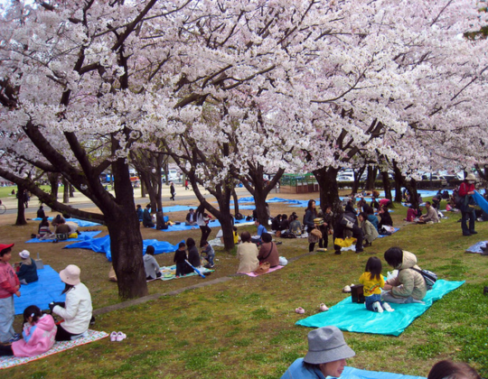 kumamoto castle hanami