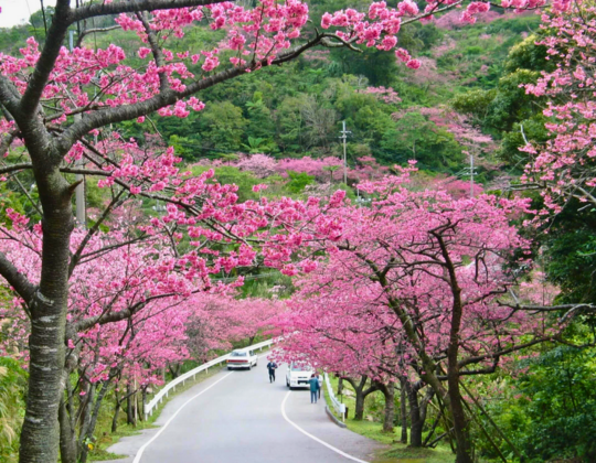mt.yae cherry blossom fest