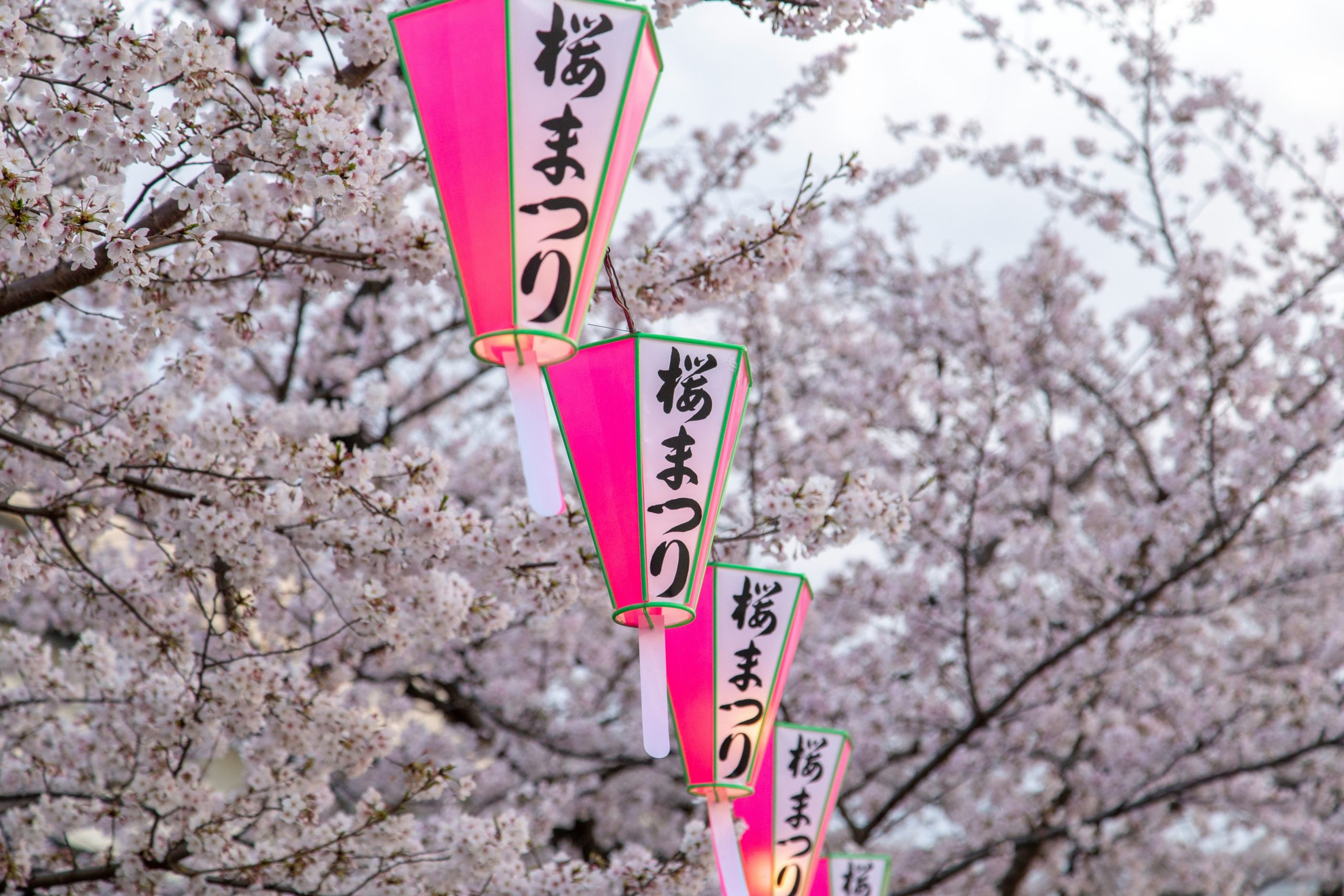 cherry blossoms and lanterns