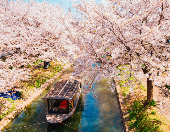 kansai cherry blossom