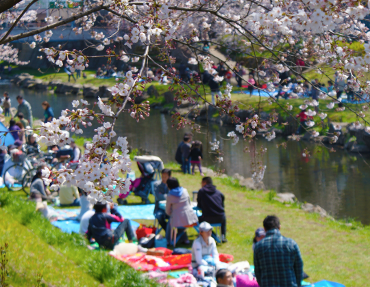 hanami