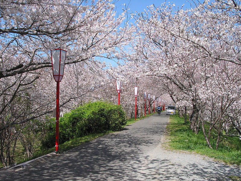 miyagawa tsutsumi sakura