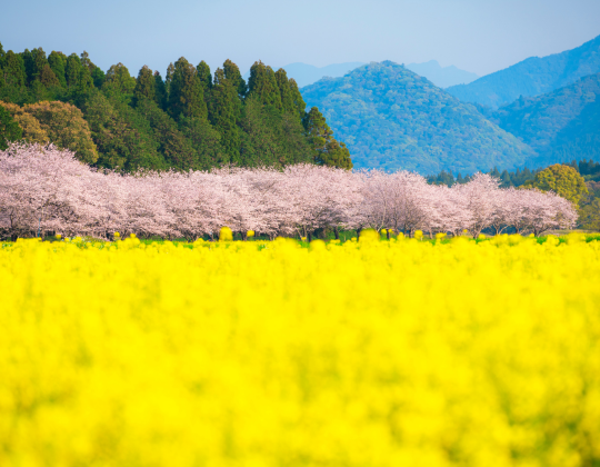 miyazaki cherry blossoms