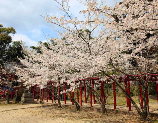 ogi park cherry blossoms