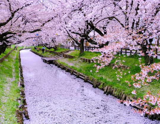 tokyo day trip cherry blossom