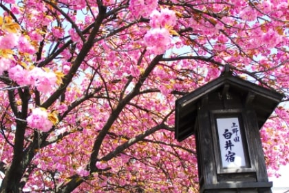 Ikaho Cherry Blossom Festival
