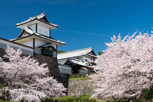 Cherry Blossom Viewing at Kanazawa Castle