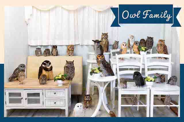 Play with owls at an owl cafe