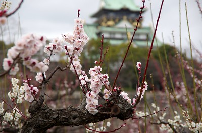 Osaka Castle in spring