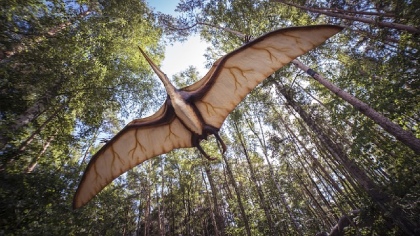 Flying Dinosaur