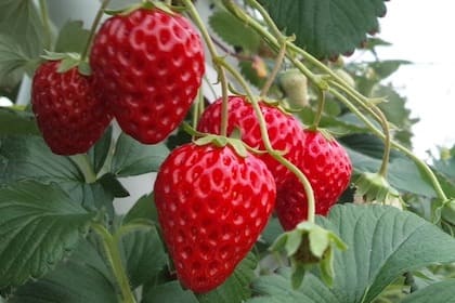 Berry picking