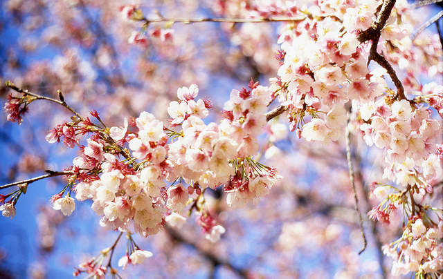 tokyo-cherry-blossom