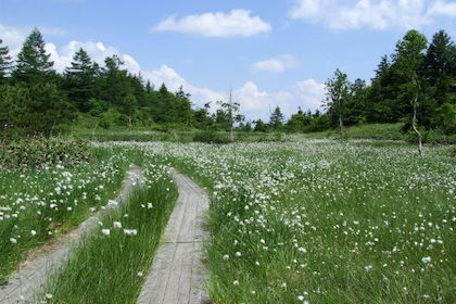 Yoshigadaira Wetlands (芳ヶ平湿原)